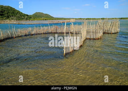 Tradizionale pesce Tsonga trappola costruita nel Kosi bay estuary, Tongaland, Sud Africa Foto Stock