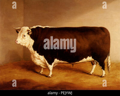 Premio Hereford Bull in un Byre, Quinton, H.J. Foto Stock