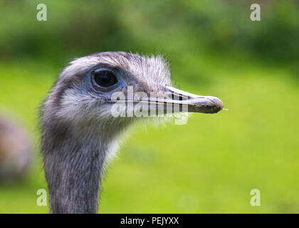 Un curioso UEM Foto Stock