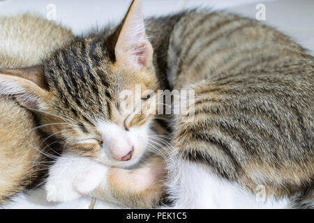 Dormire a strisce nero gattino Foto Stock
