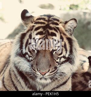 Una splendida tigre guarda direttamente verso la telecamera Foto Stock