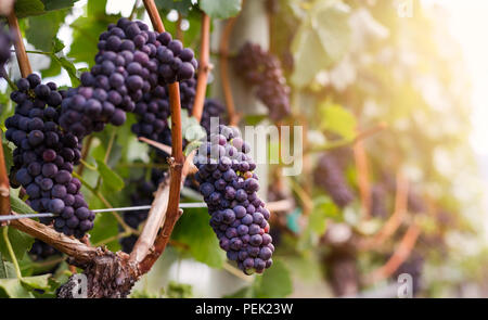 Vino rosso uva che cresce su filari di viti. Foto Stock