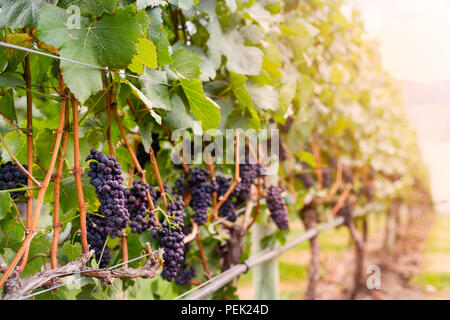 Vino rosso uva che cresce su filari di viti. Foto Stock