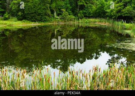 Il lago era ancora in mattinata a Plymouth Bluff Recreation Area vicino al Columbus, Mississippi. Foto Stock