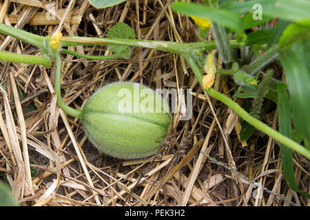 Baby cantaloup melone cresce nel giardino sulla paglia Foto Stock