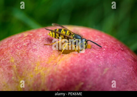 Wasp comune, vespula vulgaris, mangiare una manna di apple. Foto Stock