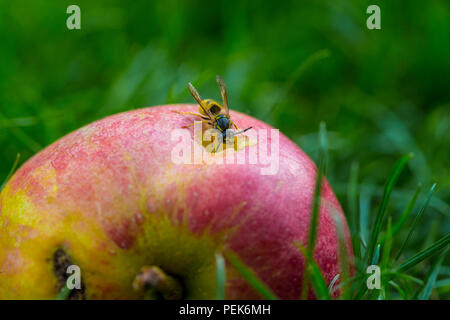 Wasp comune, vespula vulgaris, mangiare una manna di apple. Foto Stock