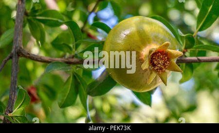 Melograno albero da frutta closeup 1. Foto Stock