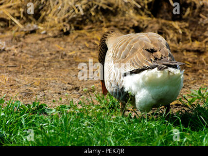 Un grande in casa Grey Goose sfiora su uno sfondo di erba verde con giallo di tarassaco. Foto Stock