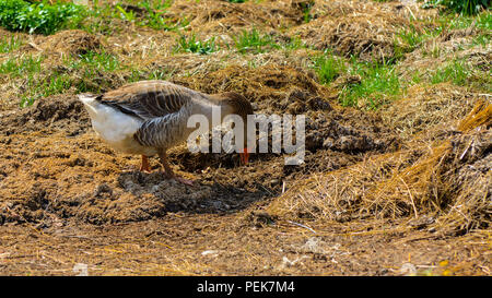 Un grande in casa Grey Goose sfiora su uno sfondo di erba verde con giallo di tarassaco. Foto Stock