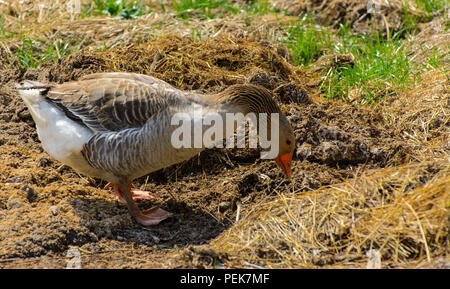 Un grande in casa Grey Goose sfiora su uno sfondo di erba verde con giallo di tarassaco. Foto Stock