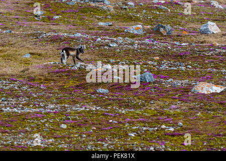 Arctic Fox (Vulpes vulpes lagopus) in estate rivestire in mezzo la Sassifraga viola i fiori e le rocce in Svalbard, Norvegia. Foto Stock