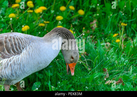 Un grande in casa Grey Goose sfiora su uno sfondo di erba verde con giallo di tarassaco. Foto Stock