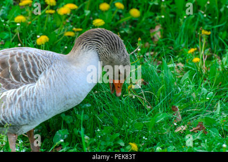 Un grande in casa Grey Goose sfiora su uno sfondo di erba verde con giallo di tarassaco. Foto Stock