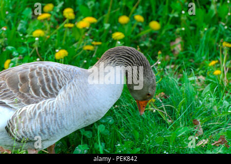 Un grande in casa Grey Goose sfiora su uno sfondo di erba verde con giallo di tarassaco. Foto Stock