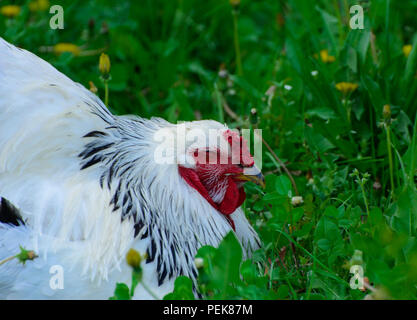 Un grande Brahma pollo con un arco rosso Pettine sulla sua testa e in bianco e nero il pascolo di colore sullo sfondo di una succosa erba verde. Foto Stock