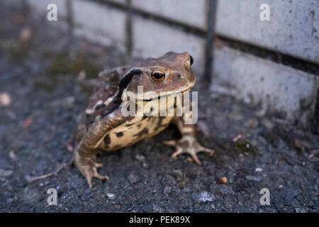 Giapponese rospo comune ( Bufo japonicus ) , sulla strada in zona residenziale, Setagaya-Ku, Tokyo, Giappone Foto Stock