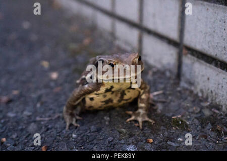 Giapponese rospo comune ( Bufo japonicus ) , sulla strada in zona residenziale, Setagaya-Ku, Tokyo, Giappone Foto Stock