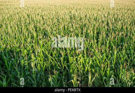 Vasti campi di mais. vista aerea Foto Stock