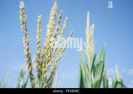 Infiorescenze sulla parte superiore della pianta di mais, chiamato il fiocco. Cornfield interno Foto Stock