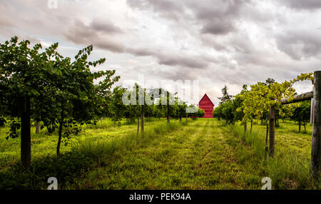 Un solitario di colore rosso brillante agriturismo si siede dietro un grande vigneto sotto un cielo nuvoloso poco prima di tempeste Foto Stock
