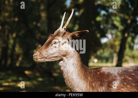 Un giovane cervo nel suo habitat naturale. Foto Stock