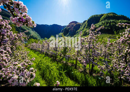 Alberi da frutto fioritura in primavera in Hardanger, Norvegia occidentale. Questa è la Norvegia più importante della zona per la coltivazione di frutta. Foto Stock