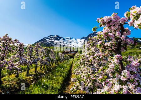 Alberi da frutto fioritura in primavera in Hardanger, Norvegia occidentale. Questa è la Norvegia più importante della zona per la coltivazione di frutta. Foto Stock