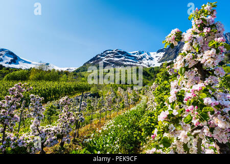 Alberi da frutto fioritura in primavera in Hardanger, Norvegia occidentale. Questa è la Norvegia più importante della zona per la coltivazione di frutta. Foto Stock