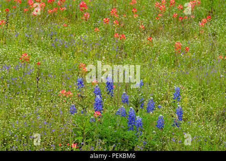 Strada fiori selvatici in fiore con Texas paintbrush (Castilleja indivisa) e Texas bluebonnet (Lupinus subcarnosus), Llano County, Texas, Stati Uniti d'America Foto Stock