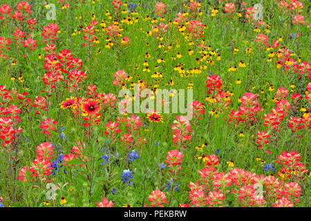 Strada fiori selvatici lungo la corsia di Segura con pennello, marrone bitterweed e firewheel, Llano County, Texas, Stati Uniti d'America Foto Stock