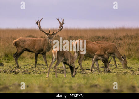 Cervo maschio (Cervus elaphus) custodisce un gruppo di animali di sesso femminile durante la stagione di accoppiamento Foto Stock