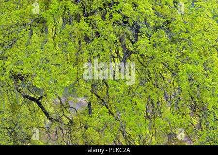 Southern Live Oak (Quercus virginiana) freschi fogliame e rami cascante, Balcones Canyonlands National Wildlife Refuge, Texas, Stati Uniti d'America Foto Stock
