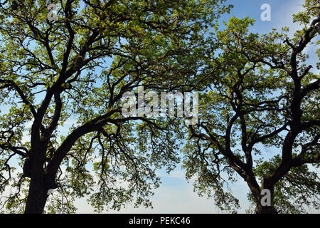 Southern Live Oak (Quercus virginiana) nella primavera in Texas Hill Country, Ritmo piegare LCRA, Spicewood, Travis County, Texas, Stati Uniti d'America Foto Stock