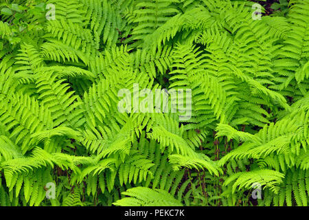 Interrotto (felce Osmunda claytoniana) nel sottobosco di un bosco di latifoglie, Hwy 63 vicino Hayward, Wisconsin, STATI UNITI D'AMERICA Foto Stock