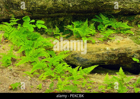 Il Legno di felci che cresce su roccia arenaria pareti in conceria Creek Canyon, Alger County, vicino Munising, Michigan, Stati Uniti d'America Foto Stock