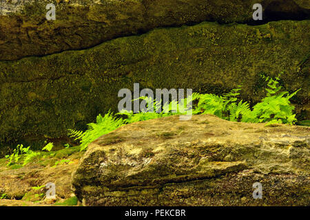 Il Legno di felci che cresce su roccia arenaria pareti in conceria Creek Canyon, Alger County, vicino Munising, Michigan, Stati Uniti d'America Foto Stock