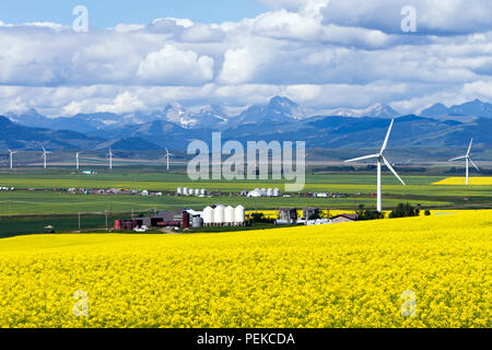 Turbina eolica Energia rinnovabile la generazione di potenza nel campo di canola vicino a Cowley e dei rulli di estrazione Creek, Alberta, Canada. Foto Stock