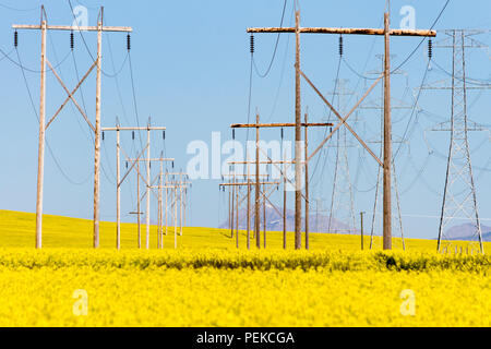 Torri di trasmissione nel mezzo di un giallo canola field in fiore nei pressi di Cowley e dei rulli di estrazione Creek, Alberta, Canada. Foto Stock