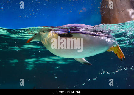 Penguin galleggia sull'acqua Foto Stock