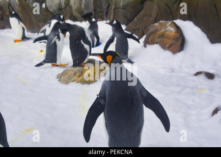 I Pinguini camminare su ghiaccio Foto Stock