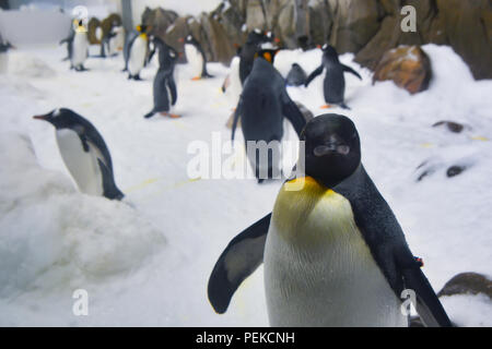 I Pinguini camminare su ghiaccio Foto Stock