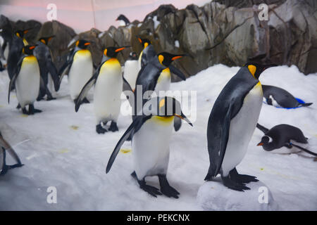 I Pinguini camminare su ghiaccio Foto Stock