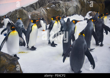 I Pinguini camminare su ghiaccio Foto Stock