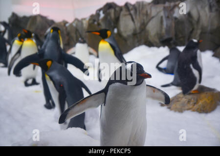 I Pinguini camminare su ghiaccio Foto Stock