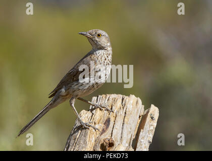 Sage Thrasher (Oreoscoptes montanus). La contea del lago Oregon Foto Stock