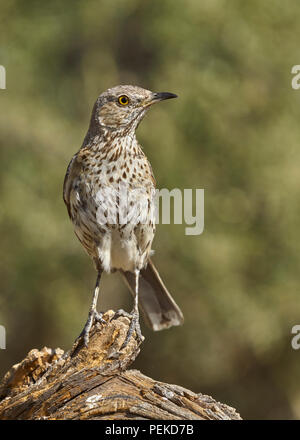 Sage Thrasher (Oreoscoptes montanus). La contea del lago Oregon Foto Stock