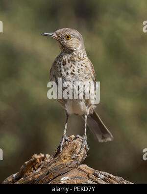 Sage Thrasher (Oreoscoptes montanus). La contea del lago Oregon Foto Stock