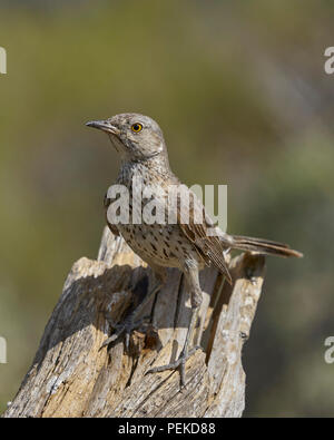 Sage Thrasher (Oreoscoptes montanus). La contea del lago Oregon Foto Stock