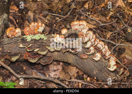 Falso la Turchia-coda (Stereum ostrea) cresce su un decadimento ramo dell'albero. Foto Stock